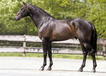 solitair_v.voltaire_x_libero_h_at_the_performance_test_in_ermelo