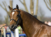 vincenzo_v.numero_uno_at_the_de_wiemselbach_stallion_show_2007