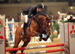 vincenzo_v.numero_uno_x_ekstein_with_michael_korompis_at_the_kwpn_stallion_approval_in_den_bosch