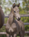 whitaker_v.clinton_x_kroongraaf_colt_2008.jpg