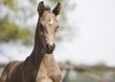 whitaker_x_kroongraaf_colt_2008.jpg
